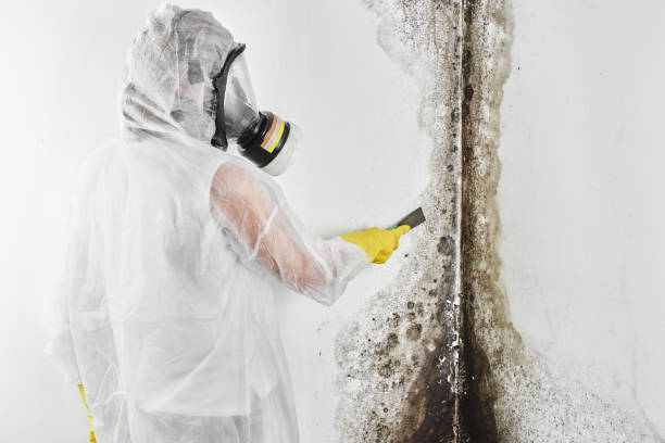 Best Insurance-Related Mold Remediation in Ontonagon, MI