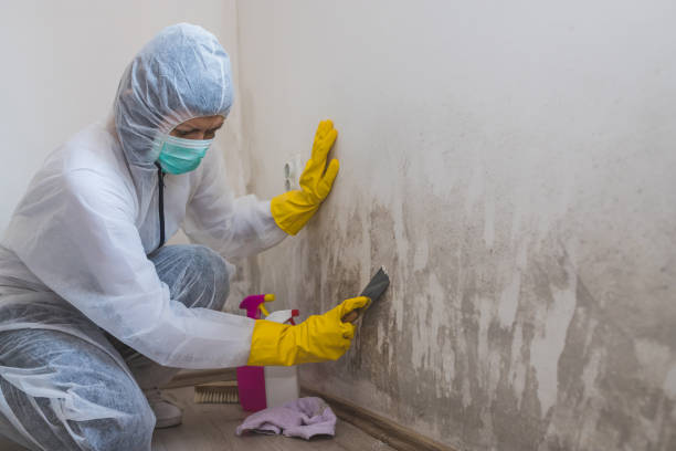 Best Mold Testing and Inspection Services in Ontonagon, MI