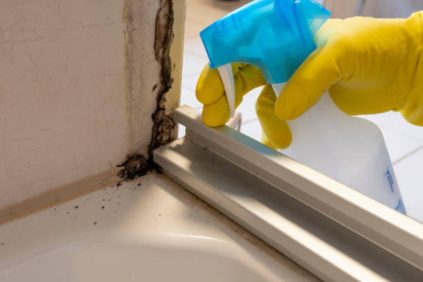 Best Crawl Space Mold Remediation in Ontonagon, MI