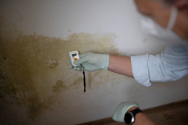 Best Attic Mold Remediation in Ontonagon, MI