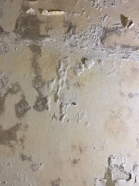 Best Post-Flood Mold Remediation in Ontonagon, MI