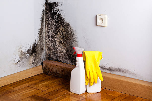 Best Health and Safety Mold Remediation in Ontonagon, MI