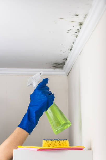 Best DIY Mold Remediation Support Services in Ontonagon, MI